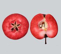 Baya Marisa redfleshed apple